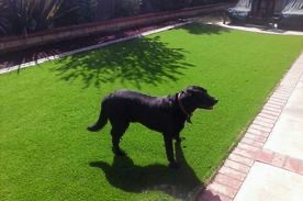 Artificial turf — Crazy Curbs home improvement